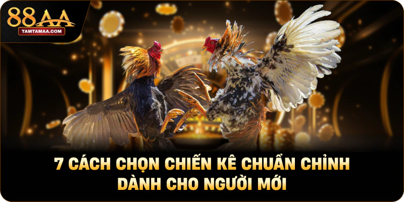 7 Cách Chọn Chiến Kê Chuẩn Chỉnh Dành Cho Người Mới