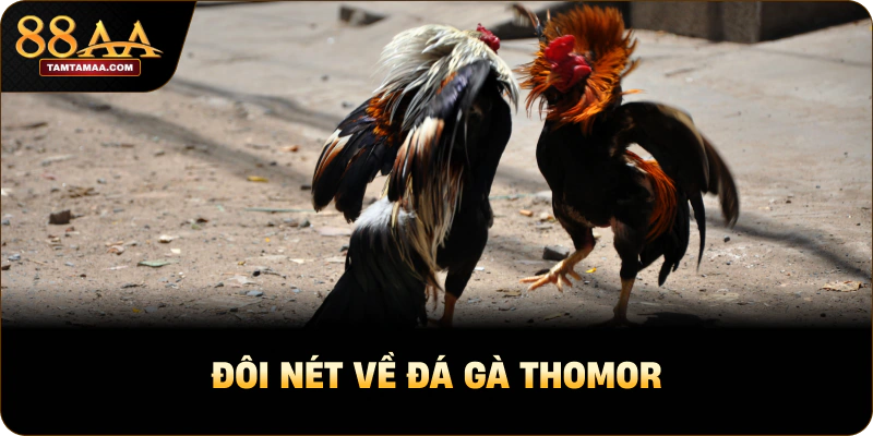 Đôi nét về đá gà thomor